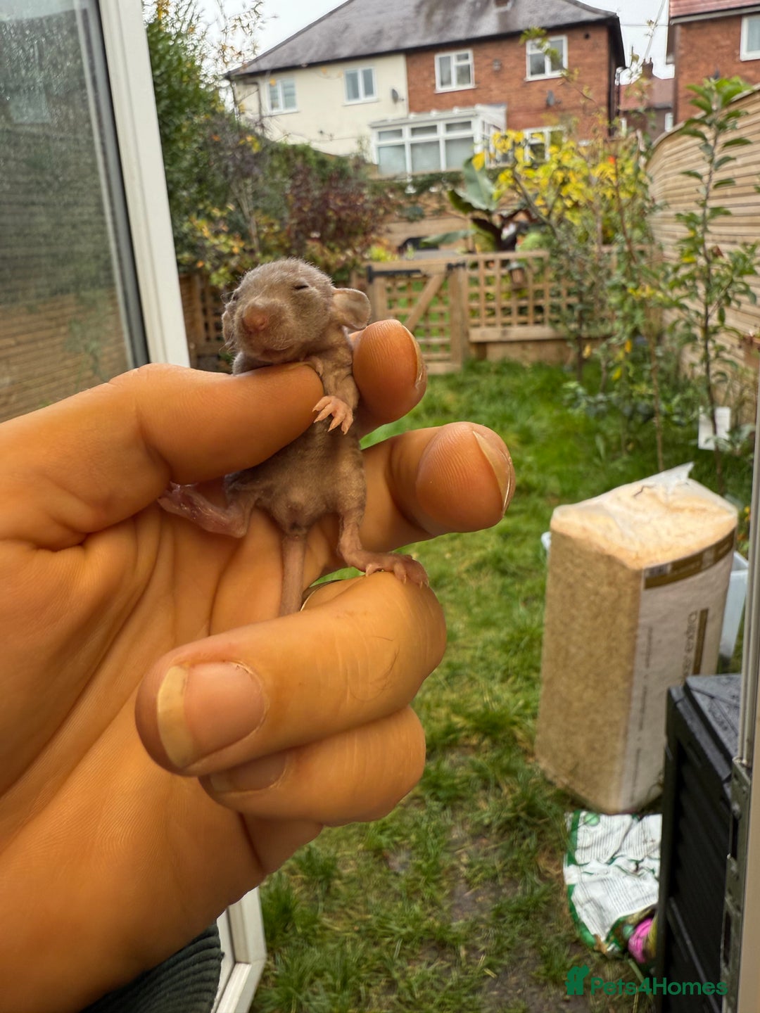 Rat rodents for sale: Dwarf Rats  - Image 3