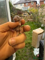 Rat rodents - Advert 3