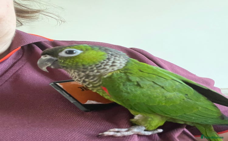 Conures birds - Advert 1
