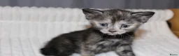 British Shorthair cats for sale: Stunning british short hair kittens 🐱  - Advert 23