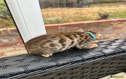 Bengal cats for sale: Gorgeous Pure Bengal Kittens Ready To Go! ❤️ - Image 34