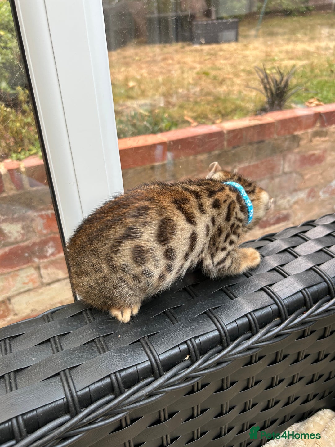 Bengal cats for sale: Gorgeous Pure Bengal Kittens Ready To Go! ❤️ - Image 34