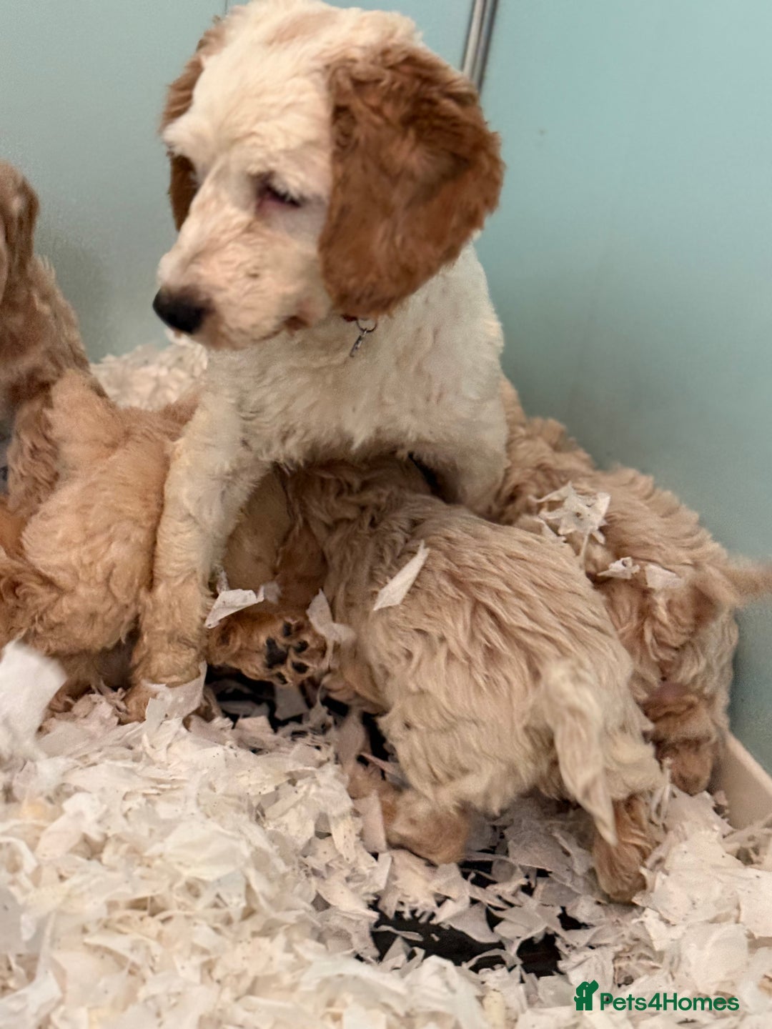 Cockapoo dogs for sale: F1b cracking cockapoos  - Advert 2