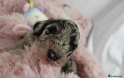 Sheepadoodle dogs for sale: Mini Sheepadoodle the wait is over!  - Image 12