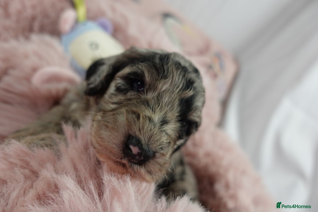 Sheepadoodle dogs for sale: Mini Sheepadoodle the wait is over!  - Image 12
