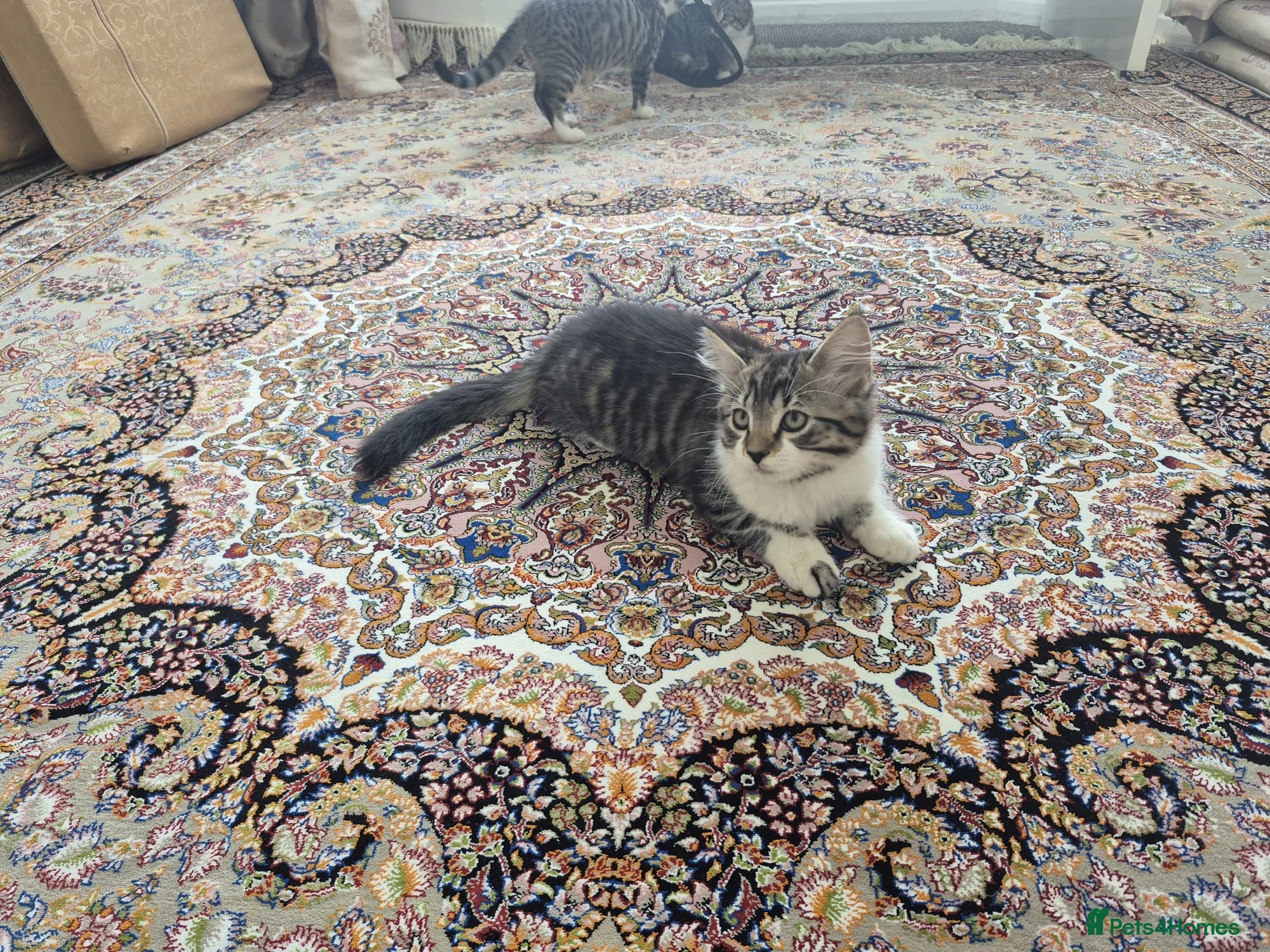 British Shorthair cats for sale: Tabby short hair kittens  - Advert 11