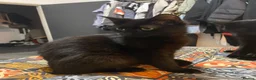 Mixed Breed cats for sale: 2 lovely black kittens - Advert 3