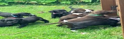 Cockerdor dogs for sale: Working Cockador Pups chocolate black white  - Advert 19