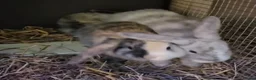 Mixed Breed rabbits for sale: Baby Rabbits for sale - Advert 8