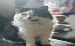 Ragdoll cats for sale: Teddy - Image 5