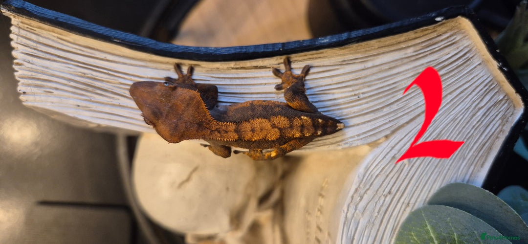 Gecko reptiles for sale: Crested Geckos in Liverpool - Image 5