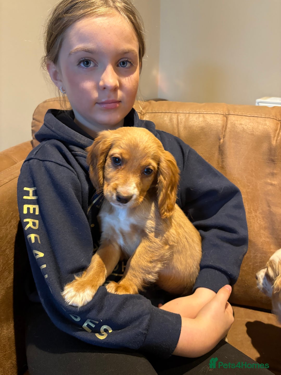 Cocker Spaniel dogs for sale: Cocker Spaniel Puppies - Image 4