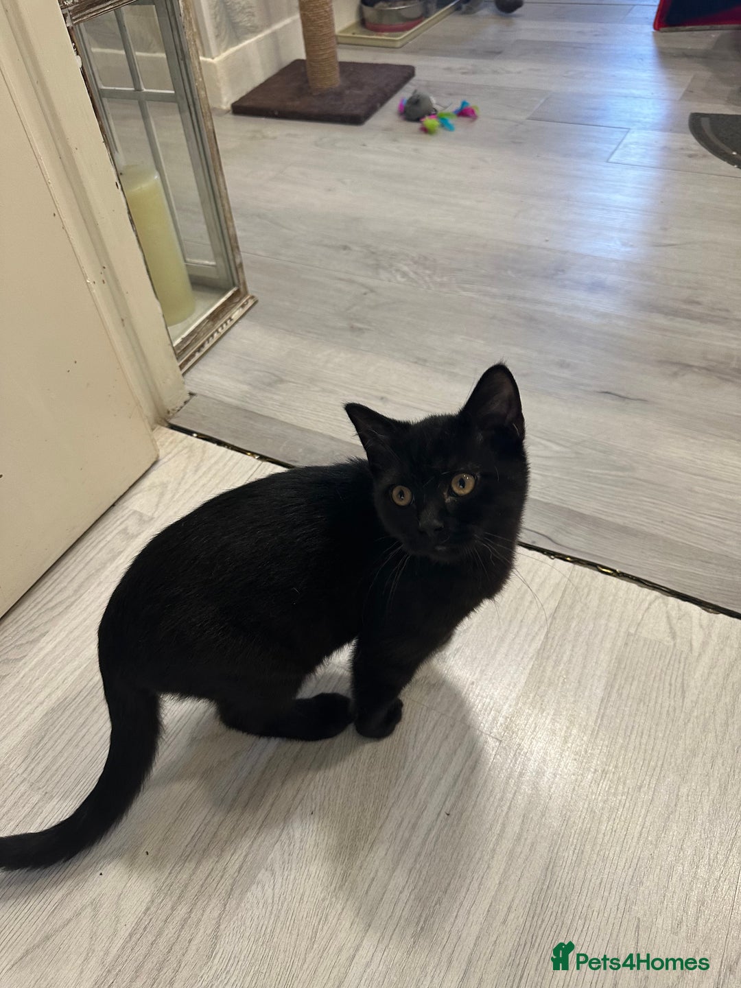 Mixed Breed cats for sale: British Short Hair Cross-Sphinx  - Advert 7