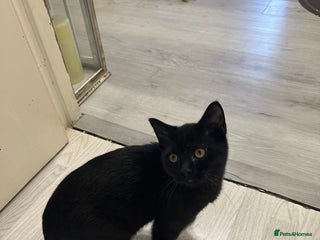 Mixed Breed cats British Short Hair Cross-Sphinx - Advert 4