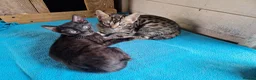 Mixed Breed cats for sale: Beautiful Bengamese kittens  - Advert 8