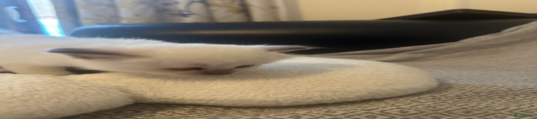 Birman Kitten 3