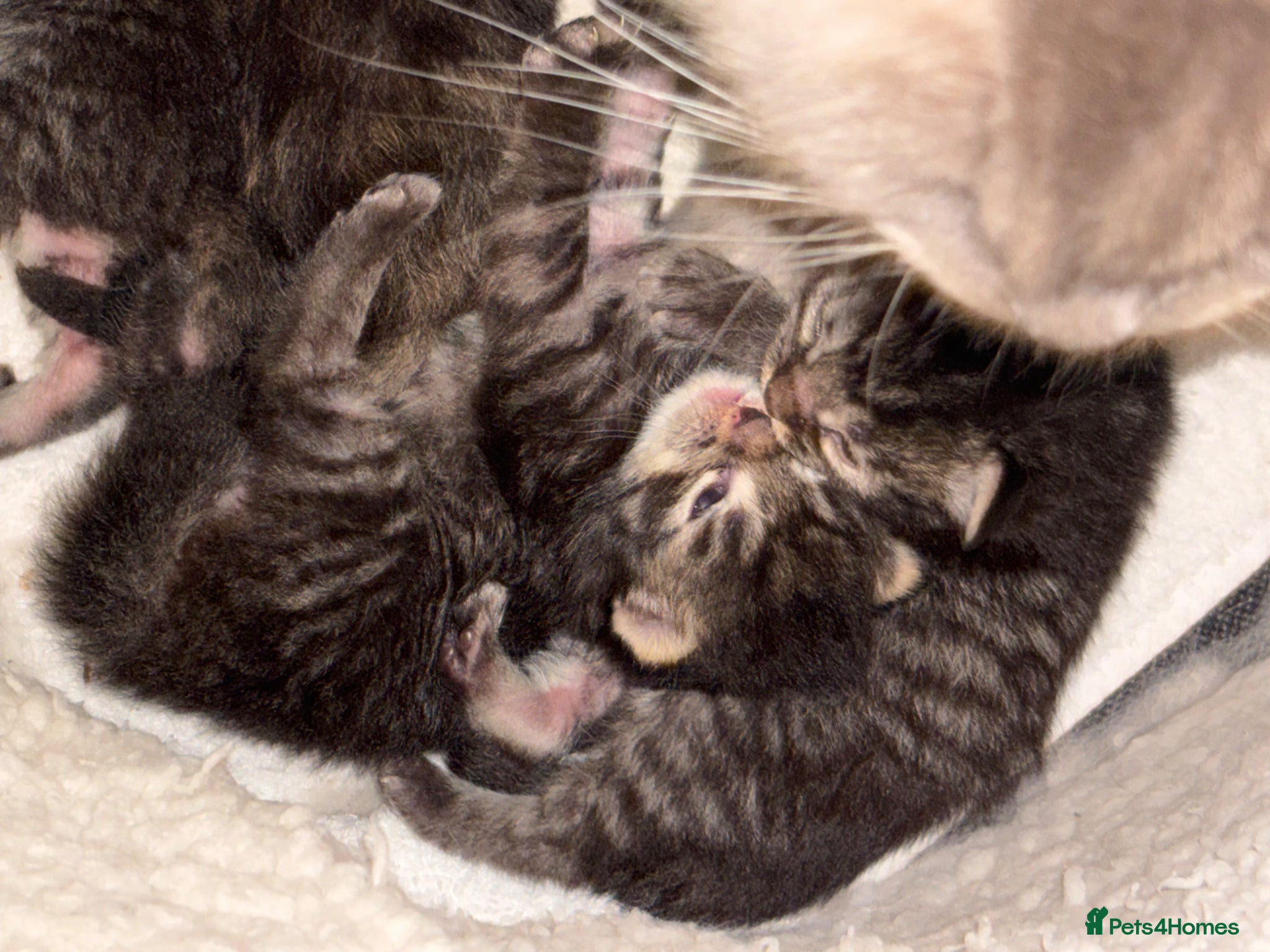 Ragcoon cats for sale: Ragcoon Kittens for Sale - Advert 1
