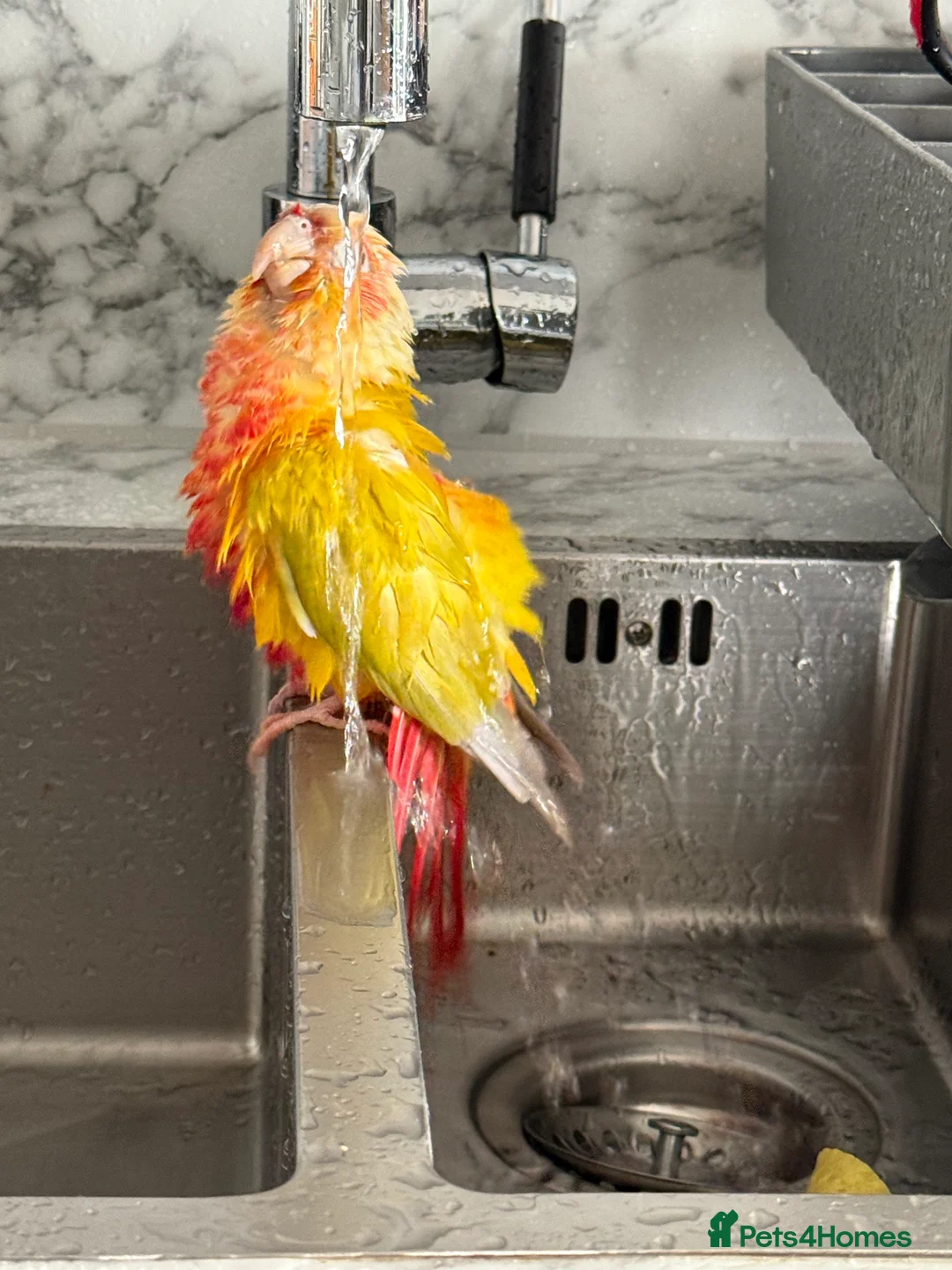 Conures birds for sale:   Pineapple Green-cheek Conure for Rehoming  - Advert 2