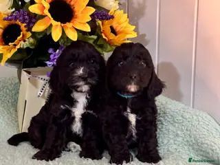 Cockapoo dogs 2 left dna clear gorgeous Cockerpoo puppies - Advert 10