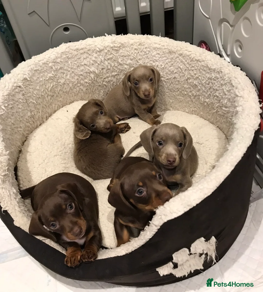 Miniature Dachshund dogs for stud: KC Reg Isabella & tan carrying long hair / pied in Welwyn - Advert 21