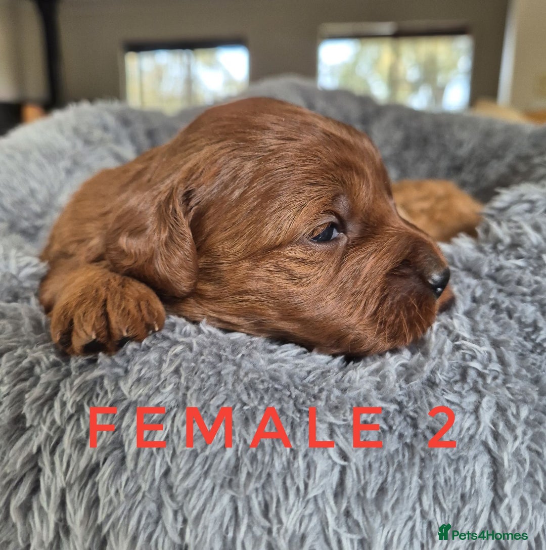 Mini Goldendoodle dogs for sale: F1b mini Groodles - Image 5