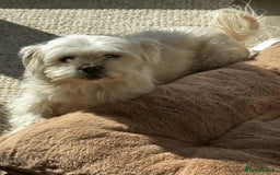 Maltese dogs for sale: Tiny loving Maltese Girl - Image 2