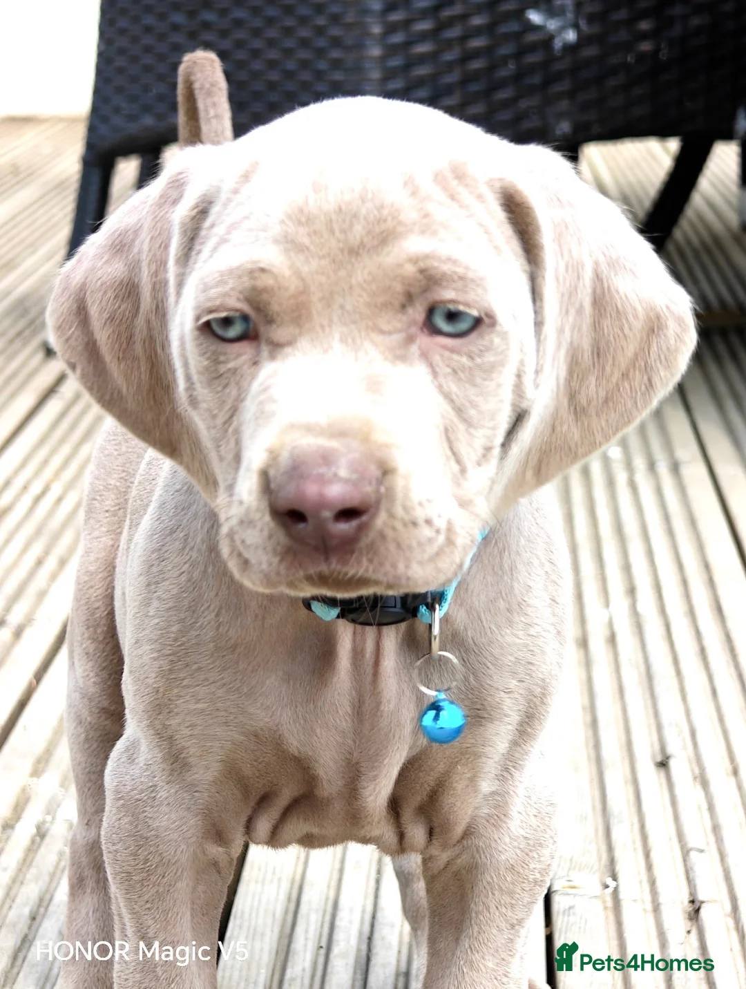 Weimaraner dogs for sale: 💫Reduced Price KC Litter💫 - Advert 2