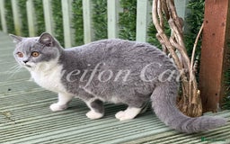 British Shorthair cats for sale: Gorgeous British Shorthair kittens GCCF registered - Image 15