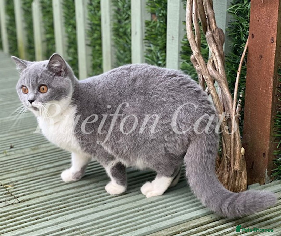 British Shorthair cats for sale: Gorgeous British Shorthair kittens GCCF registered - Image 15