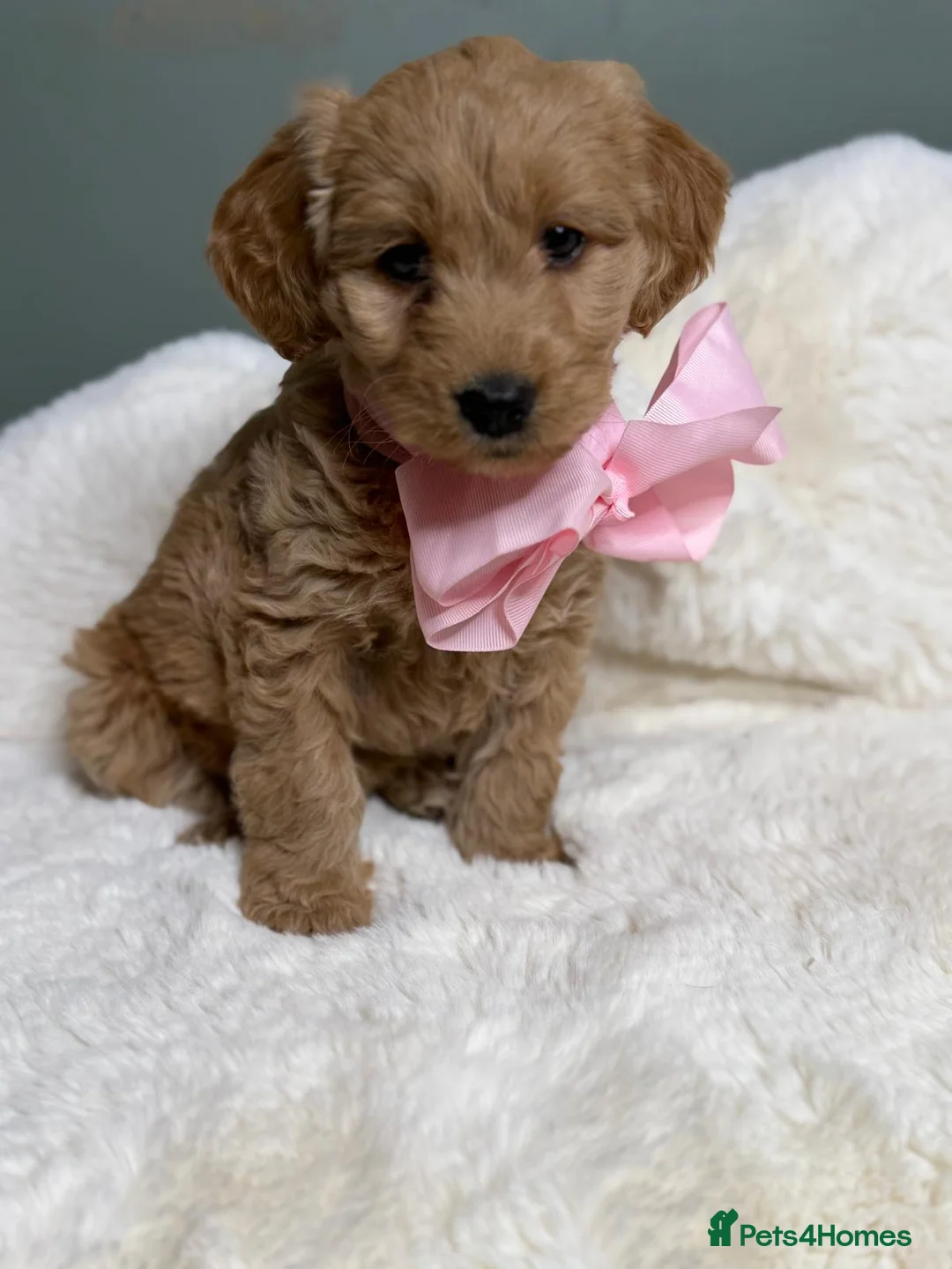 Labradoodle dogs for sale: Labradoodle  - Advert 2