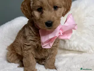 Labradoodle dogs Labradoodle - Advert 13