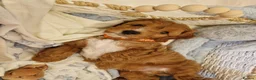 Cavapoo dogs for sale: 💖BEAUTIFUL LICENSED-BRED CAVAPOOS💖 - Advert 21