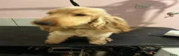 Cocker Spaniel dogs for sale: Beautiful Golden show type Cocker for sale  - Advert 4