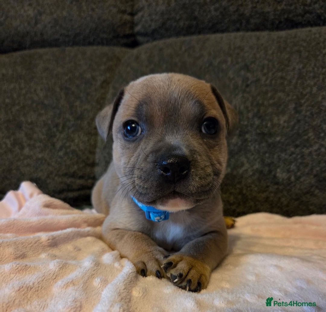 Staffordshire Bull Terrier dogs for sale: Red blue brindle Puppys Staffordshire bull terier  - Advert 16
