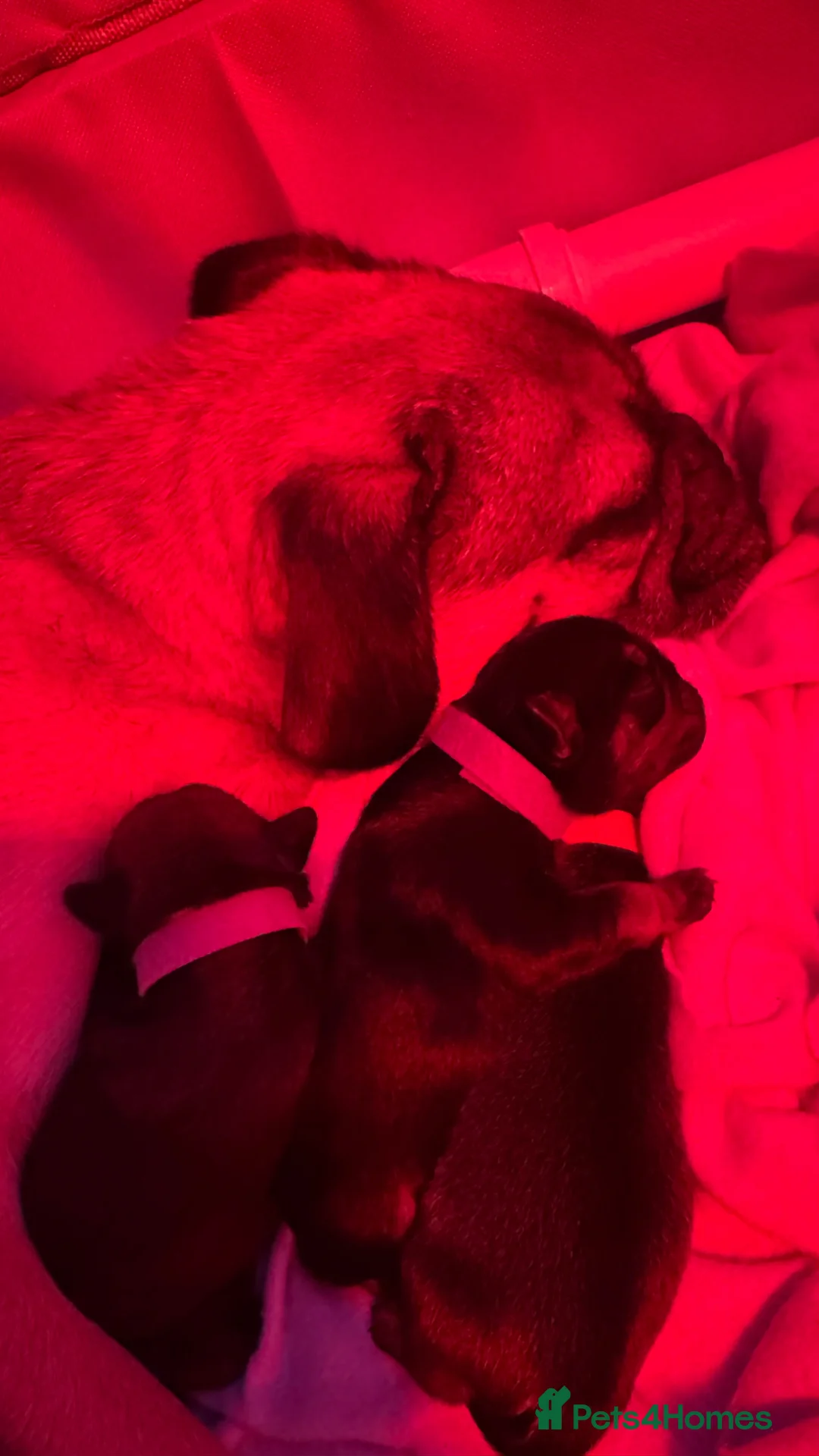 Pug dogs for sale: Pug Puppies | 5 ⭐️ Homes Only  - Advert 13