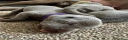 Weimaraner dogs for sale: Long & Short Haired Weimaraner KC reg - Advert 2