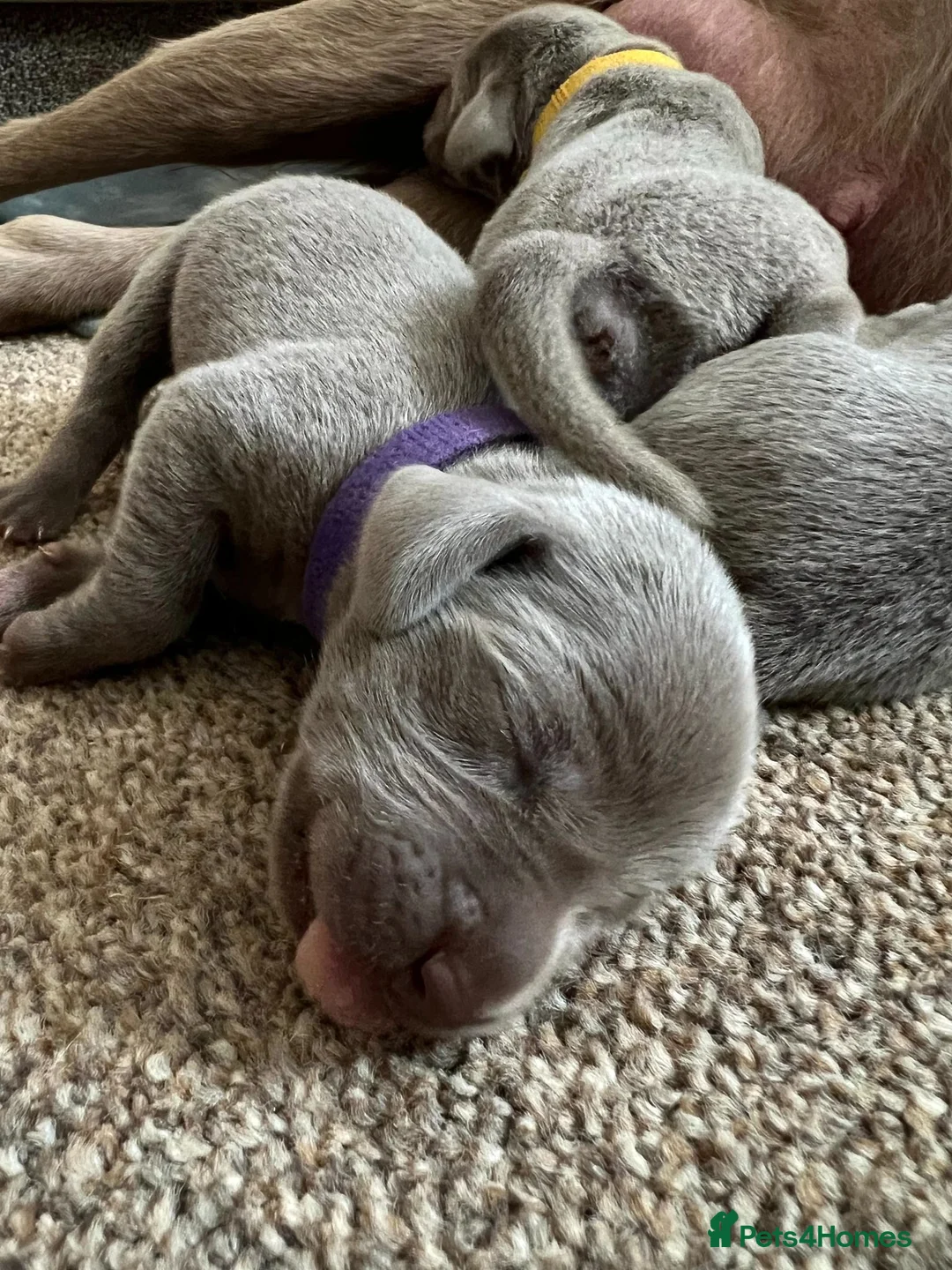 Weimaraner dogs for sale: Long & Short Haired Weimaraner KC reg - Advert 2