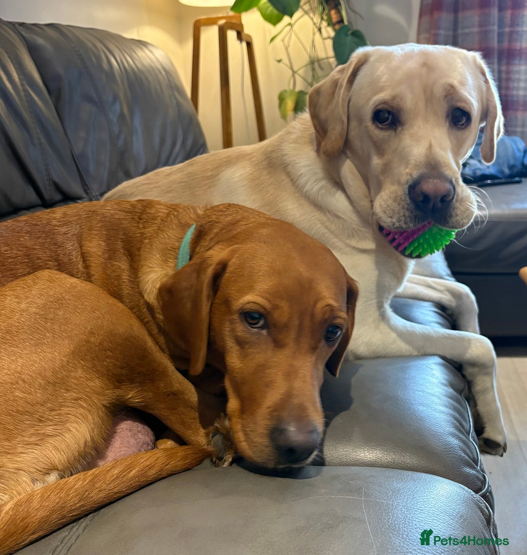 Labrador Retriever dogs for sale: KC Labrador puppies yellow / Red  - Advert 15