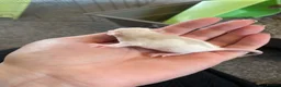 Rat rodents for sale: Baby dumbo rats ready end of July   - Advert 13