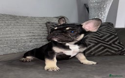 French Bulldog dogs for sale: 5 beautiful Frenchie’s 🐾  - Image 21