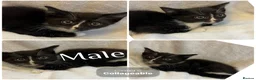 Mixed Breed cats for sale: Kittens Ready For Loving Homes - Advert 3