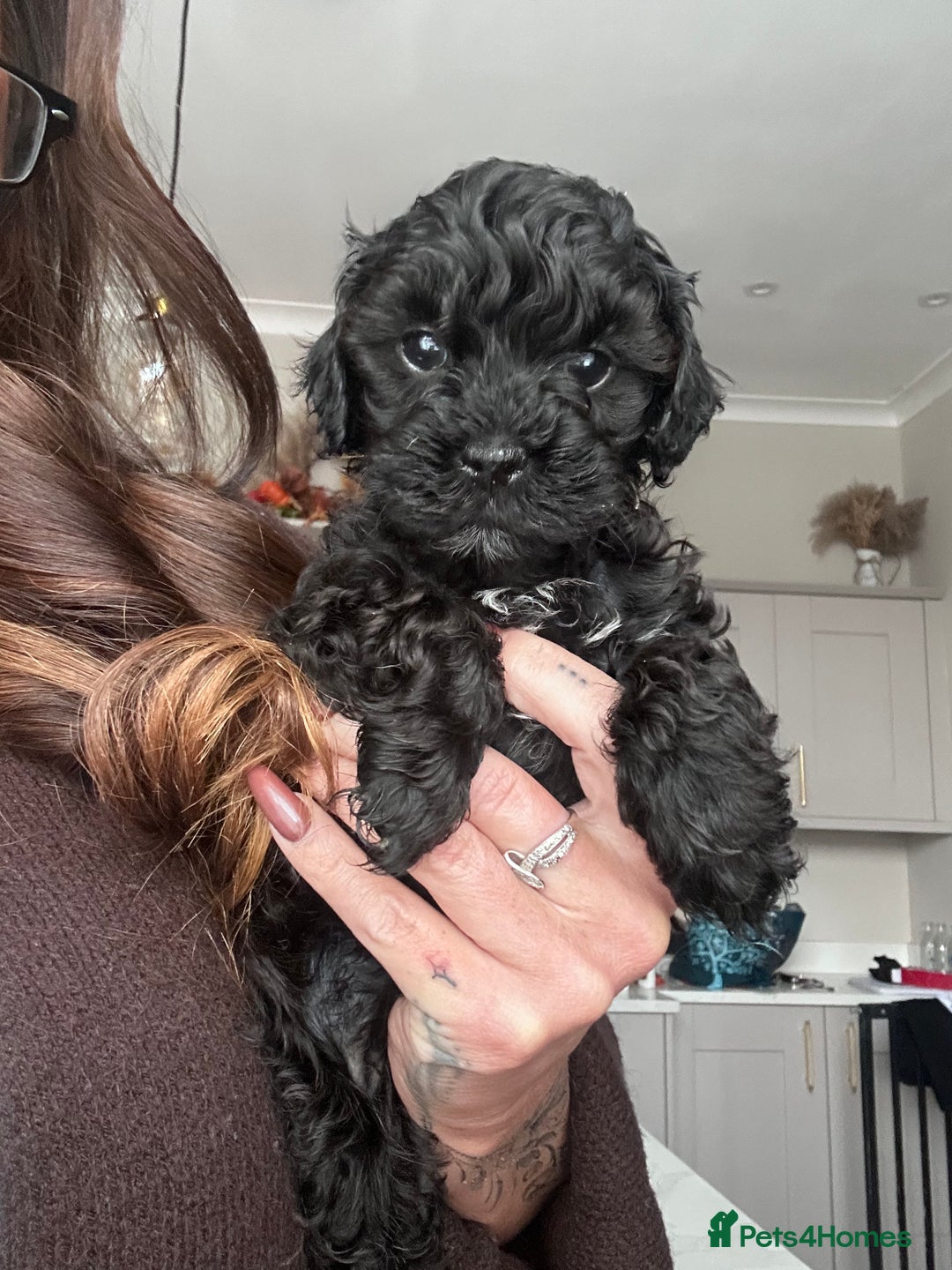 Cavapoo dogs for sale: F1 TOY CAVAPOOS ‘ONYX’ HEALTH TESTED - Image 12