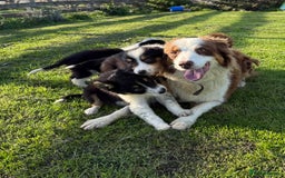 Border Collie dogs for sale: 🖤🤍🤎Fabulous Border Collies 🖤🤍🤎 - Image 1