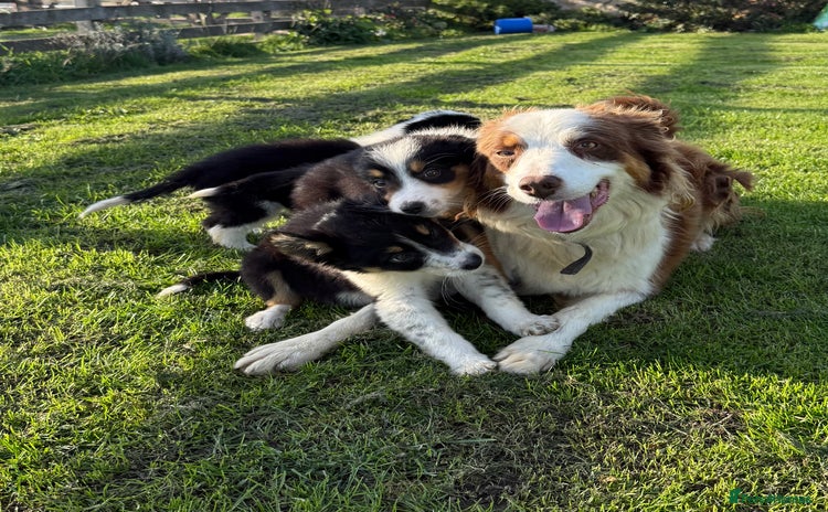 Border Collie dogs - Advert 4