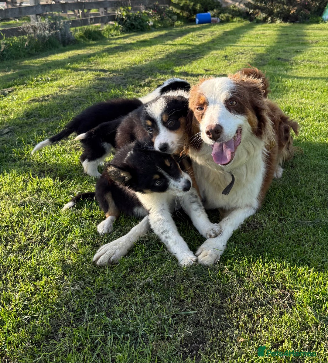 Border Collie dogs for sale: 🖤🤍🤎Fabulous Border Collies 🖤🤍🤎 - Image 1