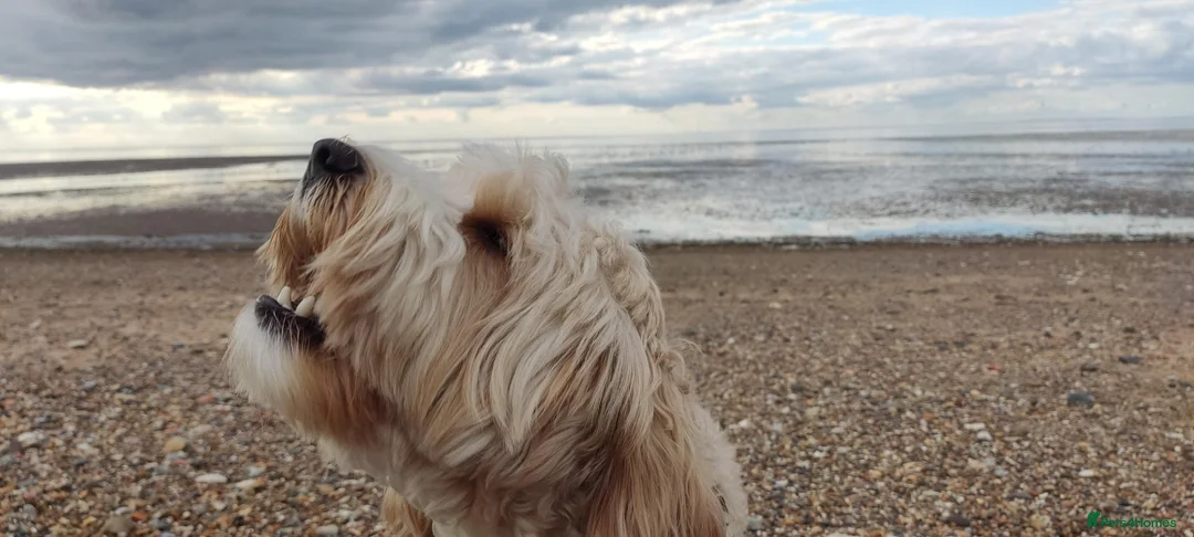 Cockapoo dogs for stud: Mating in Saffron Walden - Advert 6
