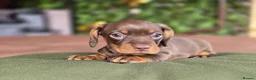 Miniature Dachshund dogs for sale: 1 little choc and tan girl ready to go now  - Advert 12
