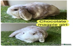Mini Lop rabbits for sale: Beautiful, friendly mini lops  - Image 10