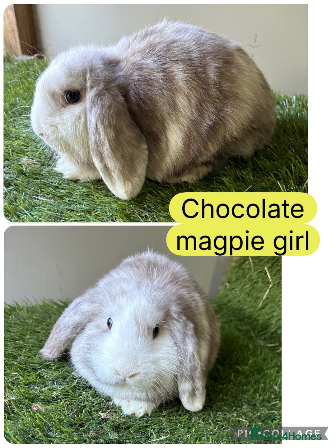 Mini Lop rabbits for sale: Beautiful, friendly mini lops  - Image 10