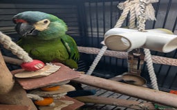 Macaws birds for sale: Illigers Macaw - Image 2